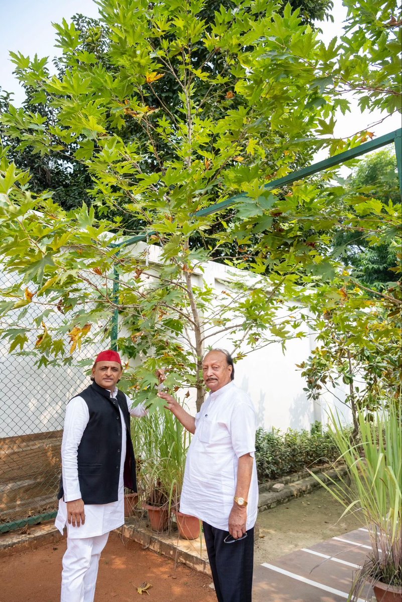 SocialistLeadr's tweet image. लखनऊ में चिनार, है ना कमाल!!!