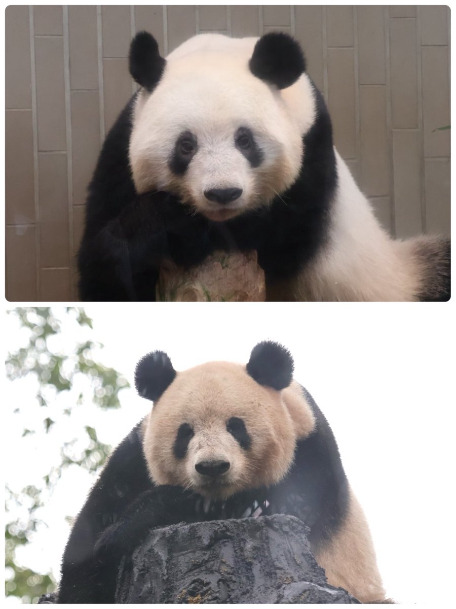 しゃんたろう (@xiangtaro45) / Posts and Replies / X