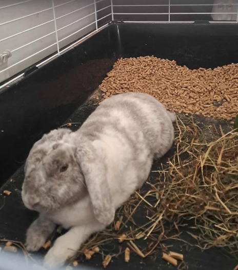 Пацан грустит.Только что от ветеринара приехал.Переосмысливает жизнь.Хотя какой он теперь пацан) Мальчик)