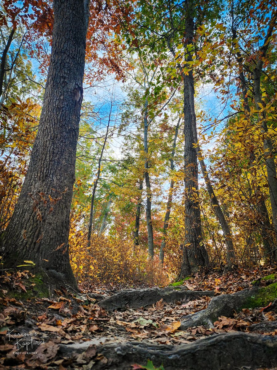Take a moment to get grounded. The roots remind us that even as things change (and the leaves fall!), stability is right beneath the surface.

#KarissasKaptures #TurkeySwampPark #FallInNewJersey #AutumnVibes  #FallScenery #NatureLover #LandscapePhotography #newjerseyphotography