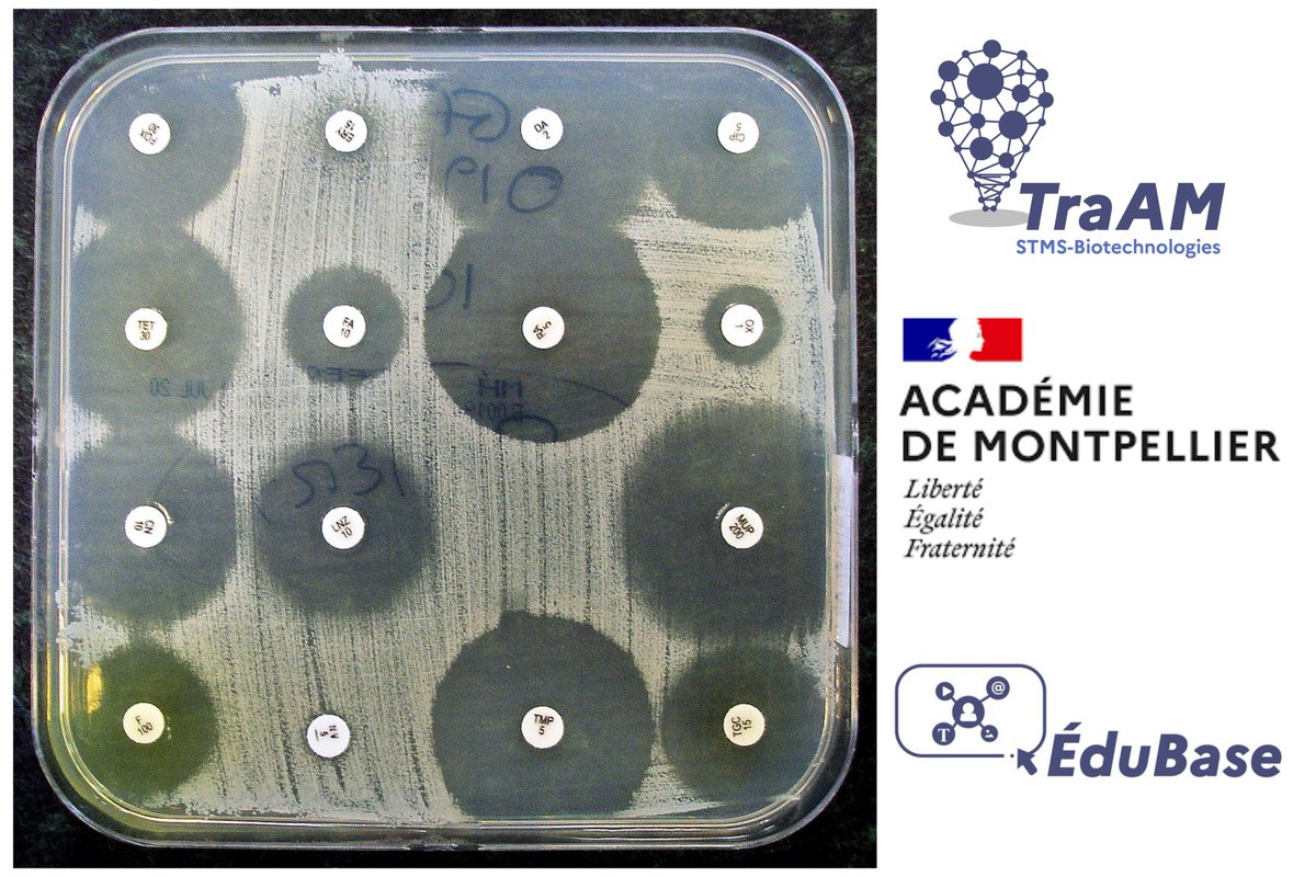 biotech_edu_num's tweet photo. [🔴 #TraAM Biotechnologies STMS 2024-25 ] : #Édubase - Création et utilisation d’un agent conversationnel pour l’aide à la lecture de l’#antibiogramme des entérobactéries 🧫. #STL #Biotechnologies &amp; #BTS #microbiologie
@acmontpellier @DraneOccitanie 
➡ https://t.co/y4myN5N3Bl https://t.co/QJXB6I6qZq