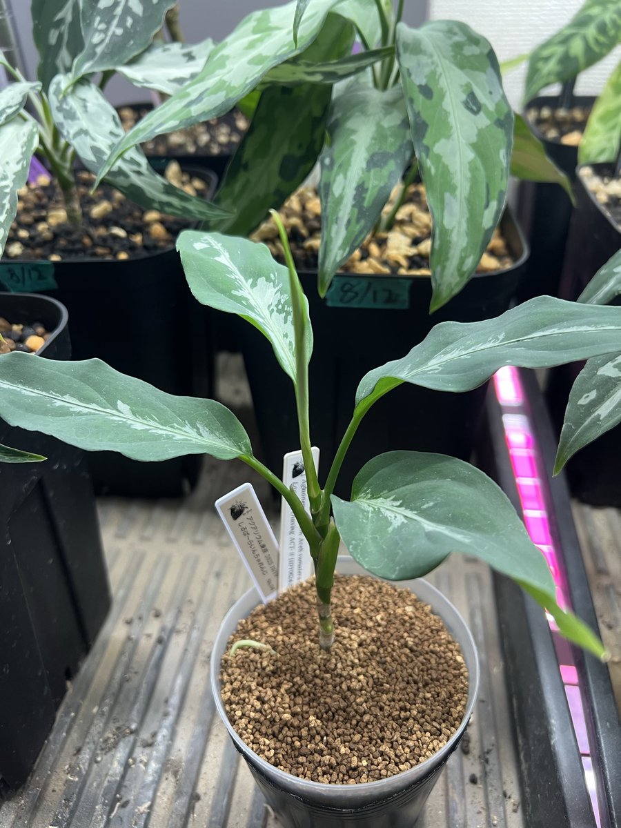 kyo-@N-stamp (@kyo41075953747) / Posts / X