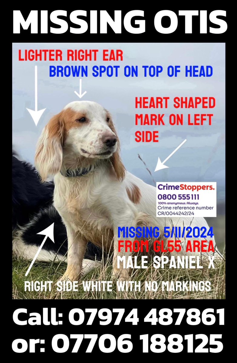 rosieDoc2's tweet image. #SpanielHour 
MISSING OTIS 
not a day goes by where Otis’s disappearance doesn’t have a devastating effect on us. It’s been so long now.
His bed remains empty from the day he vanished but it’s still there in the hope one day he’ll be back.  
doglost.co.uk/dog/195318