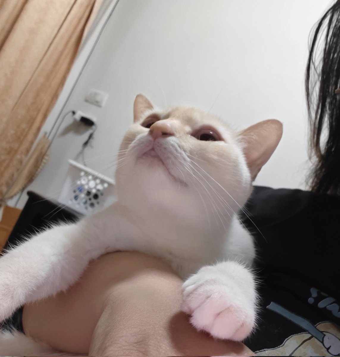 gitattributes's tweet image. ทำไมมันน่ารักจังล่ะ 🤏