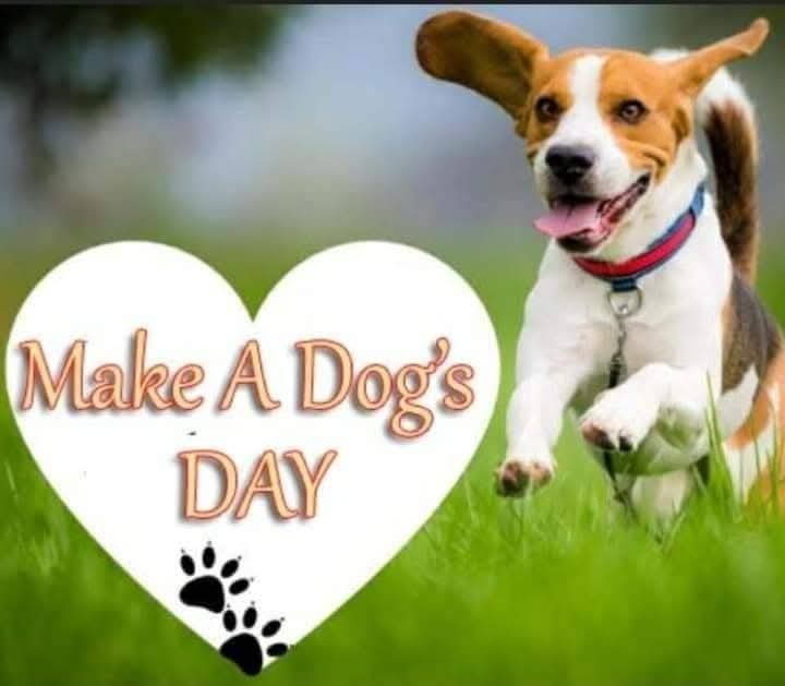 HiLyBlessed1's tweet photo. #NationalMakeAdogsDay 🐾 https://t.co/fEX2enikN6
