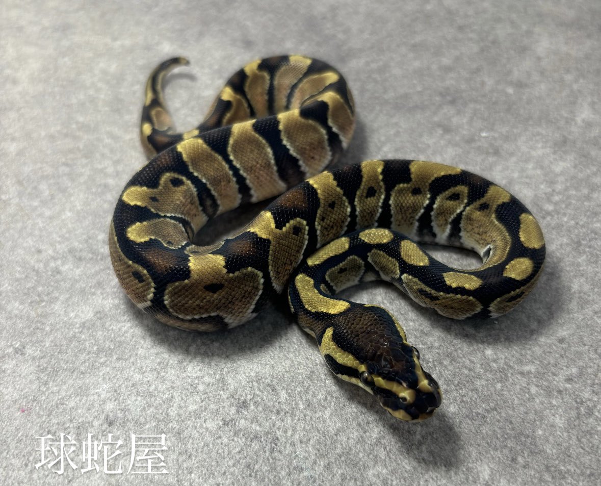 tamahebi_bp's tweet image. 【販売個体】
Orangedream het Ghost 50%het Pied ♂
2025JPCB
¥12,000

シブリングのゴーストホモ達はすごいオレンジ濃いです！
この子のホモもすごく期待できます💪🏼
暗い系のゴーストばかり注目されてますが、明るいのもいいですよ🍊

#ボールパイソン
#ballpython
#爬虫類
#球蛇屋