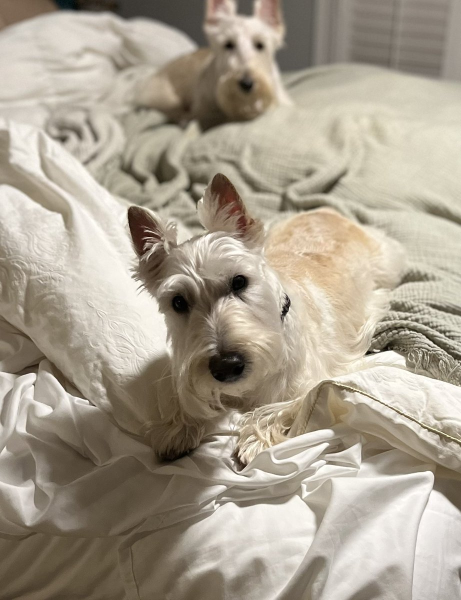 Wooster’s World (& Bertie too!) tweet media