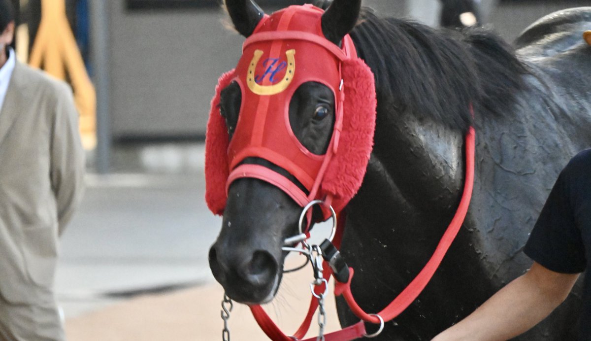 ［新品］馬と踊ろう Dancing with Horses むう ☾ᐝ on X