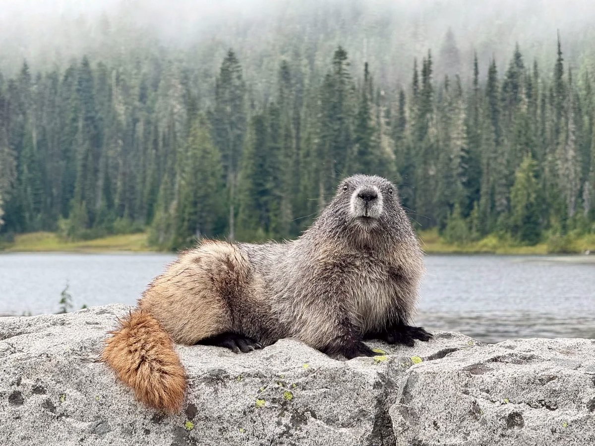 AmadeoWong's tweet photo. Spotted a whole deer family, mountain goats AND marmots on this 11km Rainier hike. Nature’s welcoming committee is next-level cute. #MountRainier #Hiking https://t.co/WsFcqqcn5O