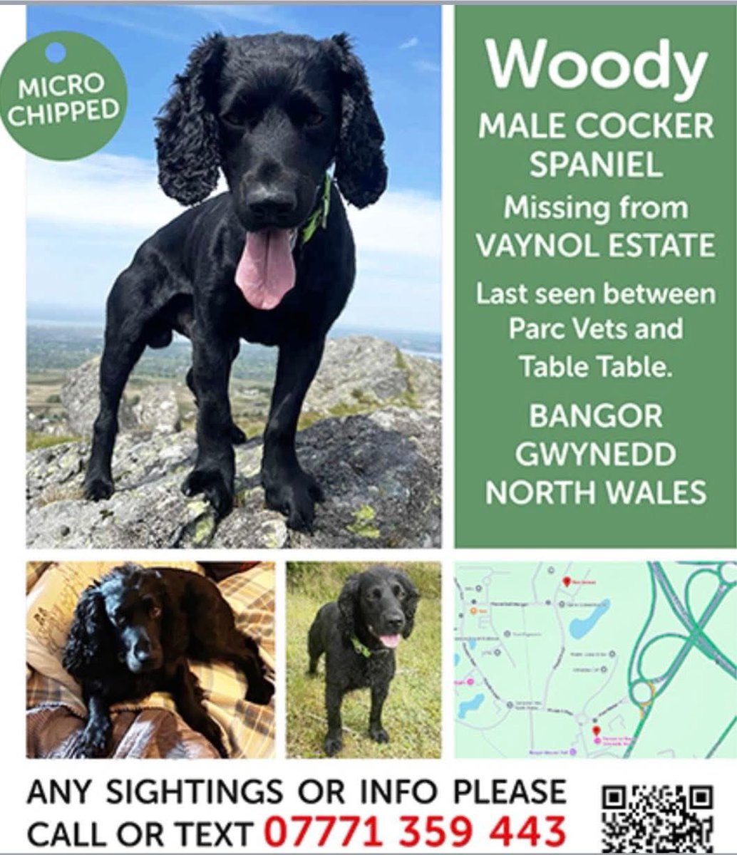 rosieDoc2's tweet image. #SpanielHour 
WOODY male #Cocker still missing from VAYNOL Estate 
WAS FOUND AND ESCAPED
LAST SEEN BETWEEN PARC VETS/TABLE TABLE #Bangor #Gwynedd NORTH WALES 
28/9/25 #LL57 
Black adult CHIPPED 
CAUGHT AND TAKEN TO VETS BUT ESCAPED OUTSIDE VETS 
“PARC PETCARE” PARC MENAI