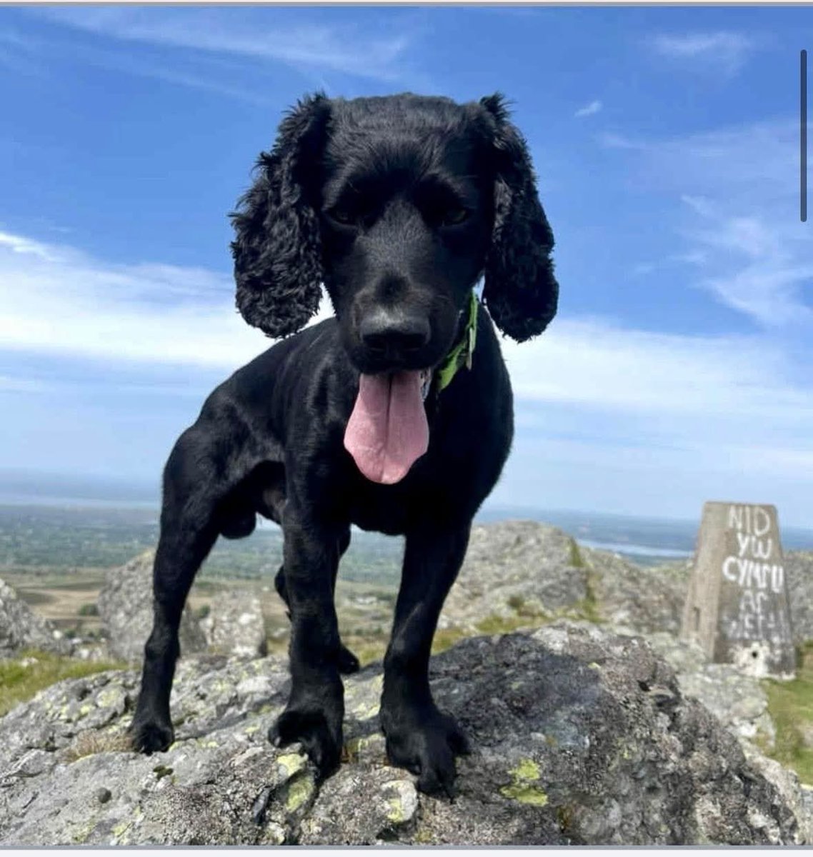 rosieDoc2's tweet image. #SpanielHour 
WOODY male #Cocker still missing from VAYNOL Estate 
WAS FOUND AND ESCAPED
LAST SEEN BETWEEN PARC VETS/TABLE TABLE #Bangor #Gwynedd NORTH WALES 
28/9/25 #LL57 
Black adult CHIPPED 
CAUGHT AND TAKEN TO VETS BUT ESCAPED OUTSIDE VETS 
“PARC PETCARE” PARC MENAI