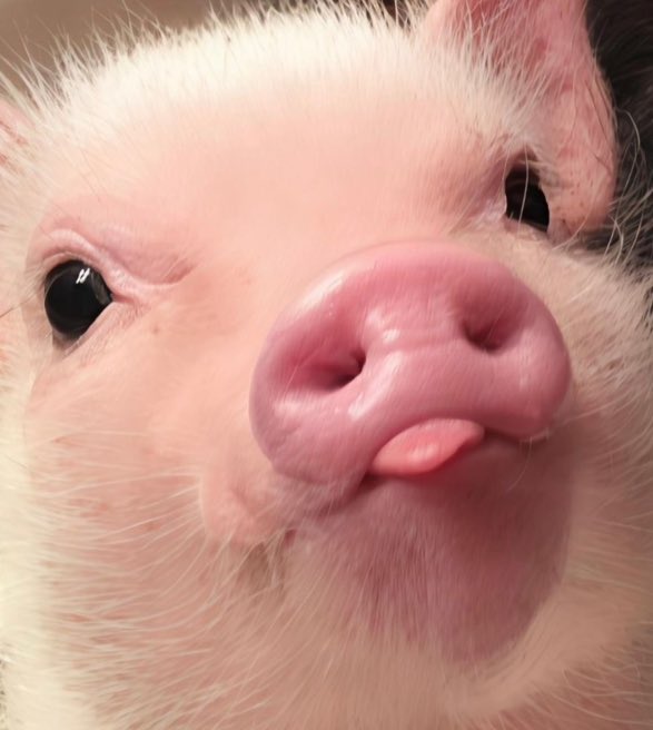 ตุวไหนน้องเพว 🐽💢

#pavelphoom