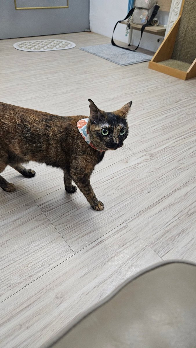 只是一隻小貓路過