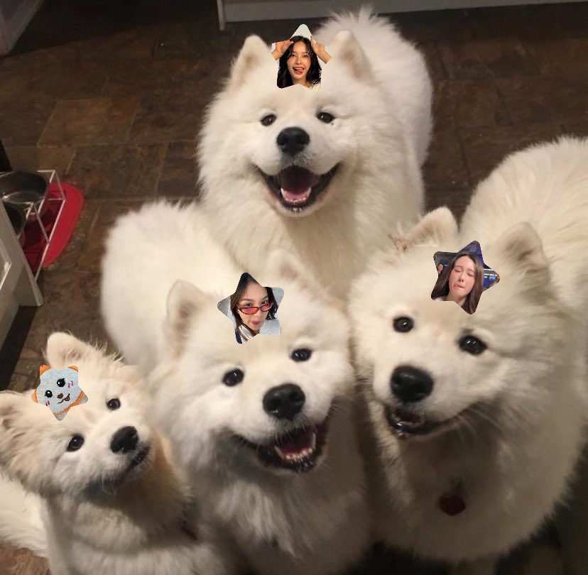 Gaga_gari0's tweet image. พบแก๊งมะม๋าหลายตุวในรูปนี้🐶
#MilkPansa #Bonnie
#yolochari #MUVMUV
