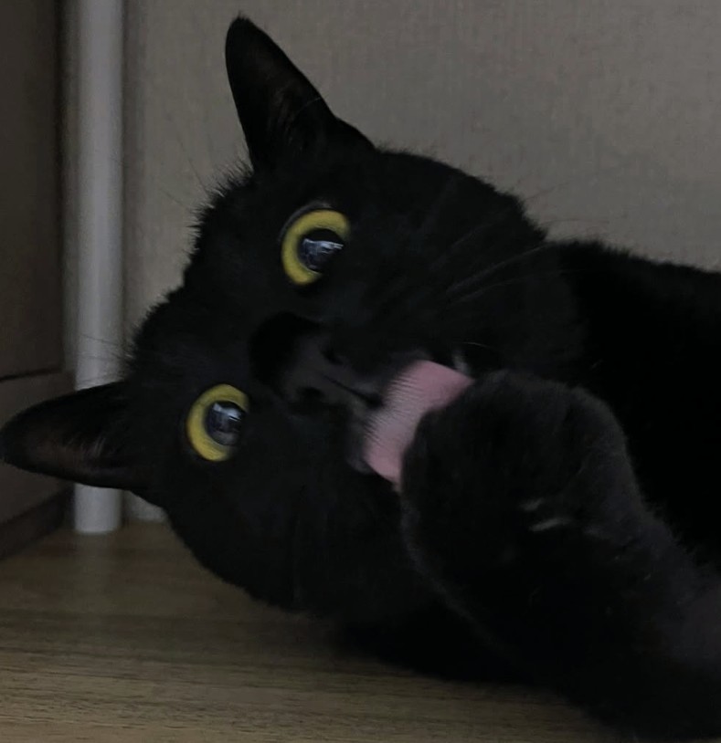 うまうまっ
ちゅーる最高や！
もっとくれ！！！