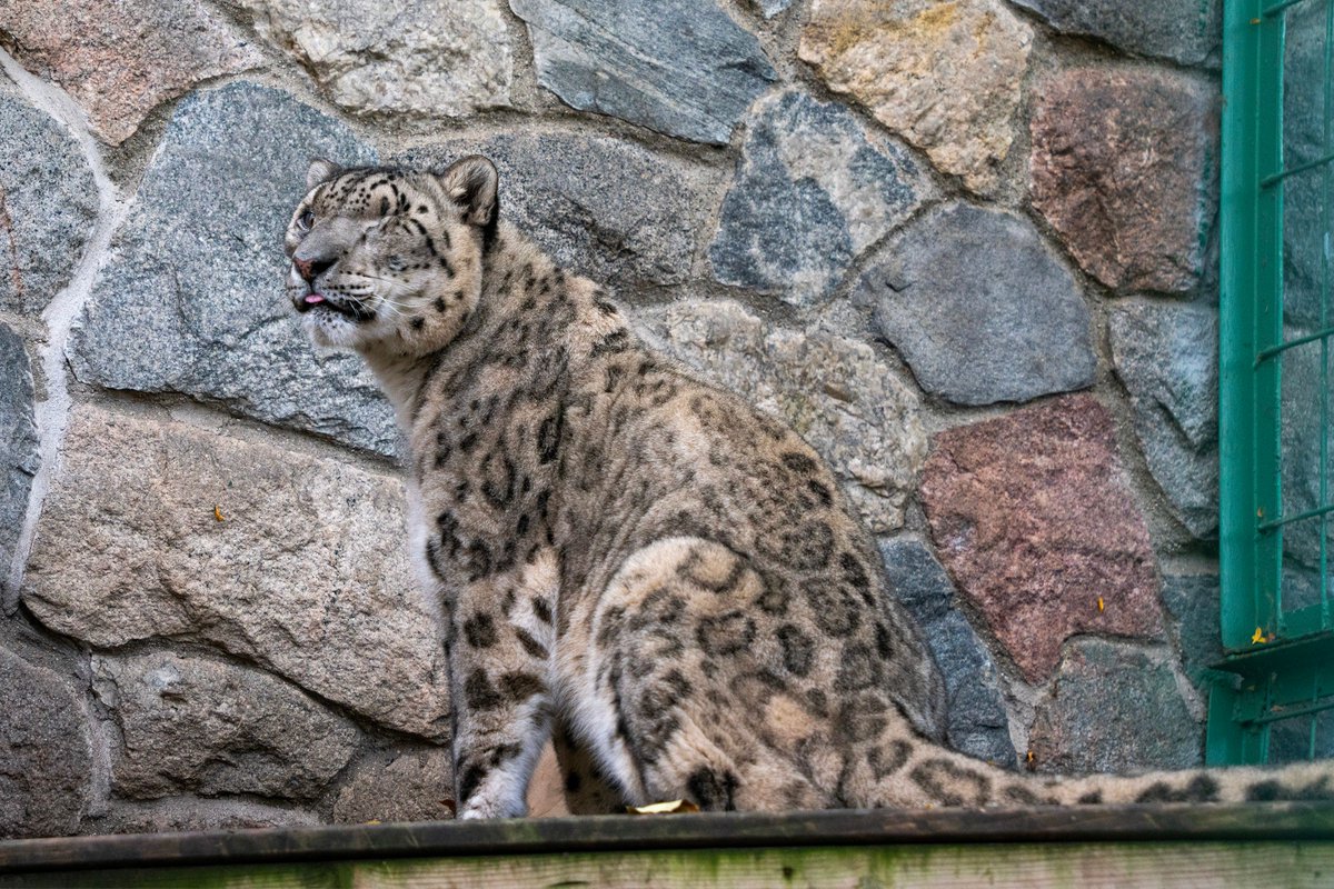 PotawatomiZoo's tweet image. It's International Snow Leopard Day, so here are a few facts about our snow leopard, Dian!
1. He's missing an eye because he struggles with multiple ocular coloboma syndrome, a disease that affects the eyelid. In 2020, the eye was removed to give him relief from the pain. 1/2