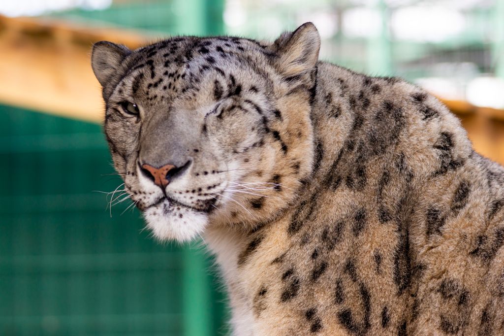 PotawatomiZoo's tweet image. It's International Snow Leopard Day, so here are a few facts about our snow leopard, Dian!
1. He's missing an eye because he struggles with multiple ocular coloboma syndrome, a disease that affects the eyelid. In 2020, the eye was removed to give him relief from the pain. 1/2