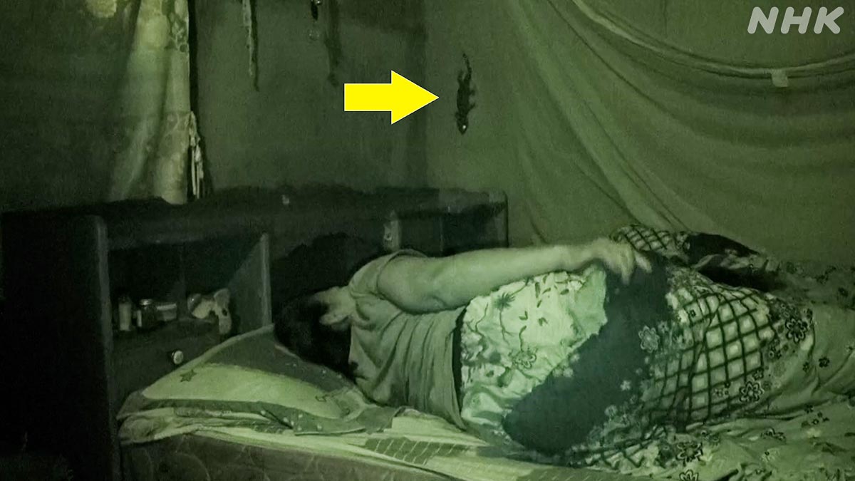 真夜中の寝室を動き回るトッケイヤモリ！

もし、みなさんのベッド脇に
巨大なヤモリが住んでいたら、
どうします？？🤔🦎🤔

🟧⏰26日 日曜夜7時30分～🟧
『新発見！怪物ヤモリの㊙おうちライフ』
nhk.jp/darwin/

#ダーウィンが来た