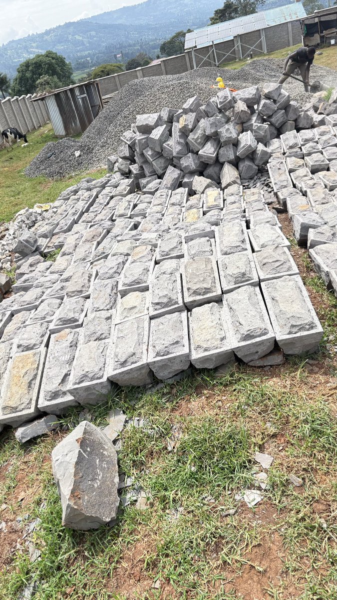 lucindajanet's tweet image. Bush stones😃