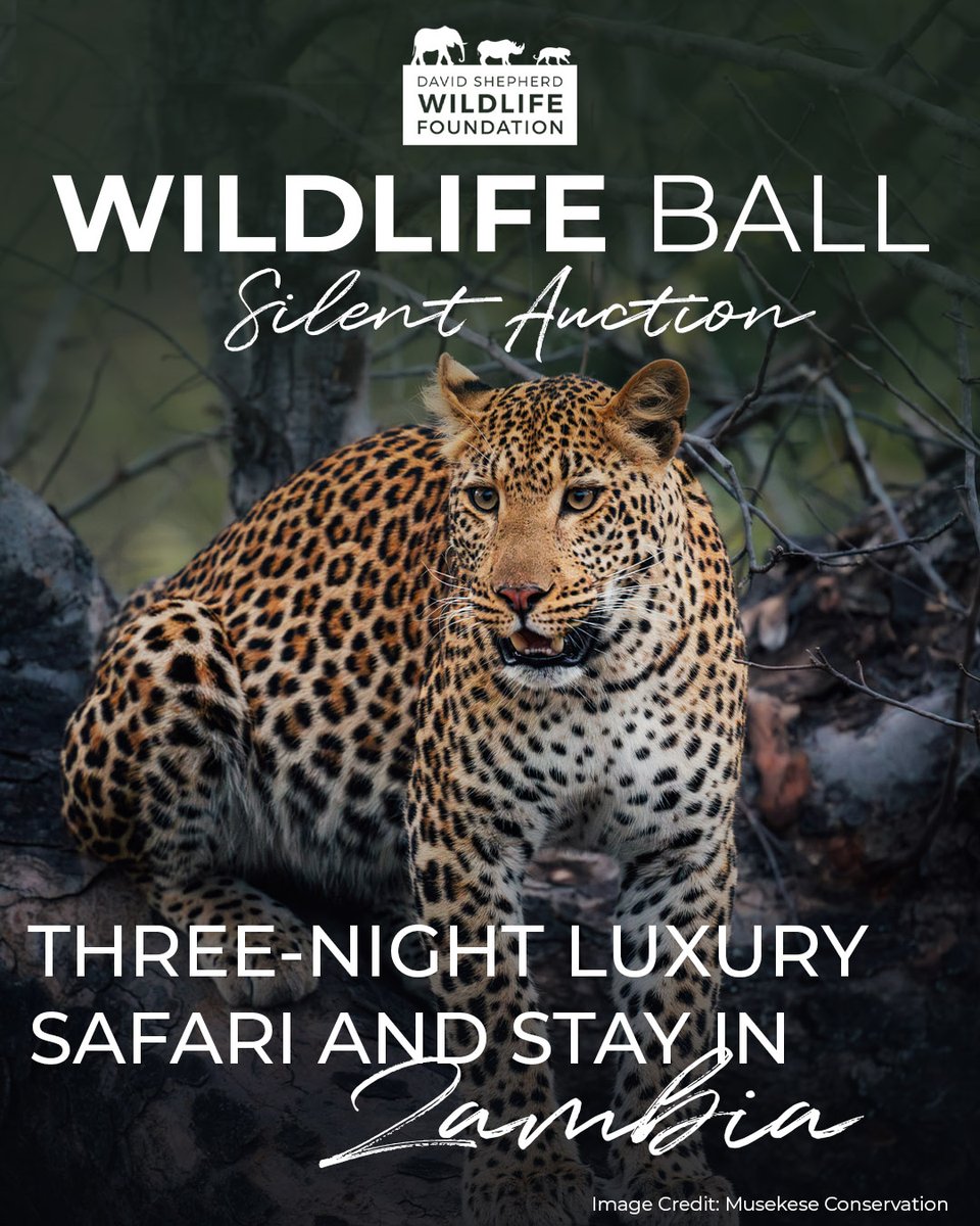 David Shepherd Wildlife Foundation tweet media