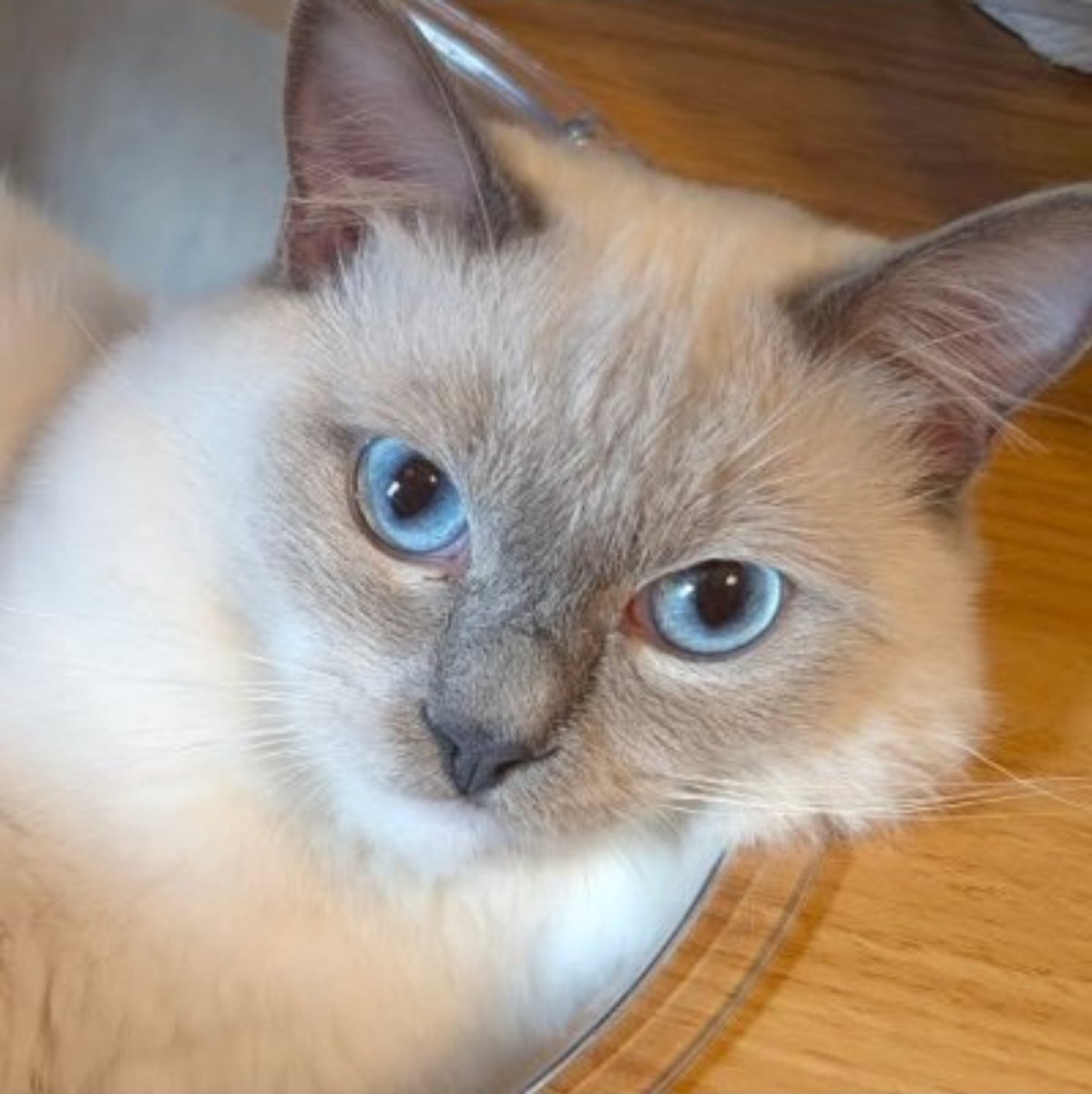 #ThankYouShinpeiNagai ❤️🌹🙏
#OnePunchMan