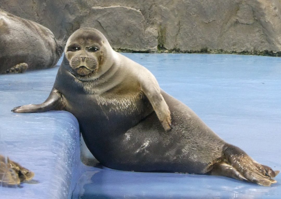 Sealmochiko's tweet image. ניקו