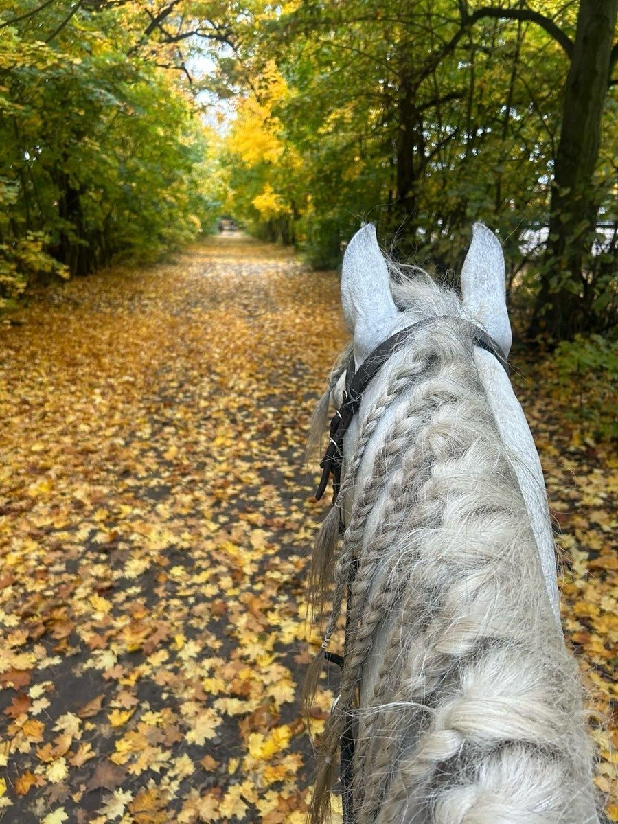 It stole my heart, but gave me the freedom of the whole forest and the peace