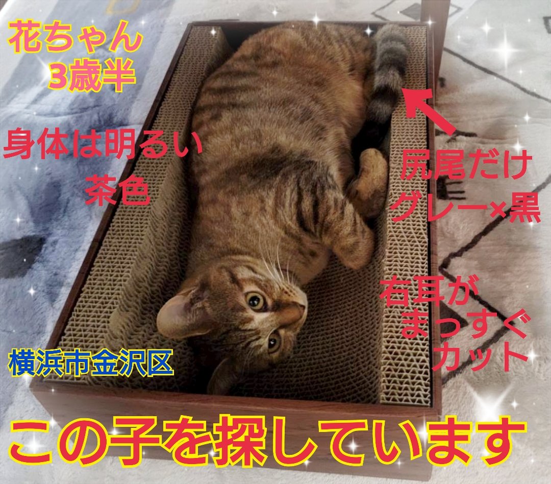 squirrelemi's tweet image. 猫を探しています。花ちゃん3歳半くらい。麦わら猫または、茶系のキジトラ。2024年4月11日横浜市金沢区富岡東の自宅から私の不注意で外に出てしまい行方不明のままです。手がかりなくずっと探しています。
#猫を探しています 
#拡散希望 
#リポストお願いします 
#横浜市金沢区 
#麦わら猫
#迷子猫
