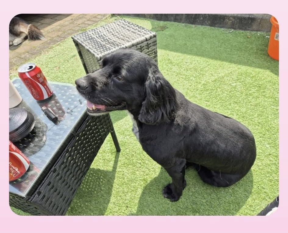 rosieDoc2's tweet image. #SpanielHour 
ROCCO ALEXANDER
MISSING SINCE 17/7/25 
Timberley Drive, #Grimsby NORTH EAST #Lincolnshire #DN31 
NERVOUS DOG - DO NOT CHASE
Has someone picked him up? Maybe mistaken him being nervous and presuming he’d been dumped? 
doglost.co.uk/dog/200175
@qu1ncey @juliagarland73