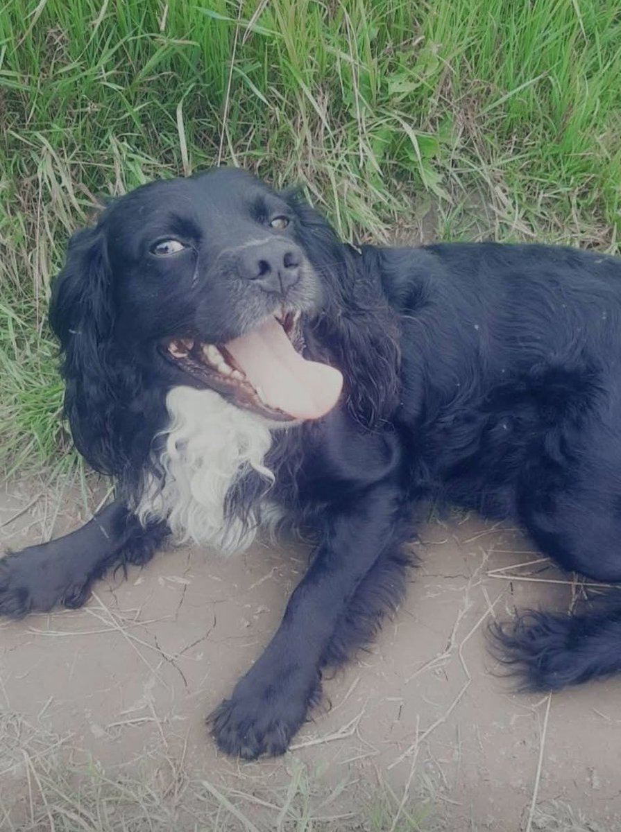 rosieDoc2's tweet image. #SpanielHour 
ROCCO ALEXANDER
MISSING SINCE 17/7/25 
Timberley Drive, #Grimsby NORTH EAST #Lincolnshire #DN31 
NERVOUS DOG - DO NOT CHASE
Has someone picked him up? Maybe mistaken him being nervous and presuming he’d been dumped? 
doglost.co.uk/dog/200175
@qu1ncey @juliagarland73