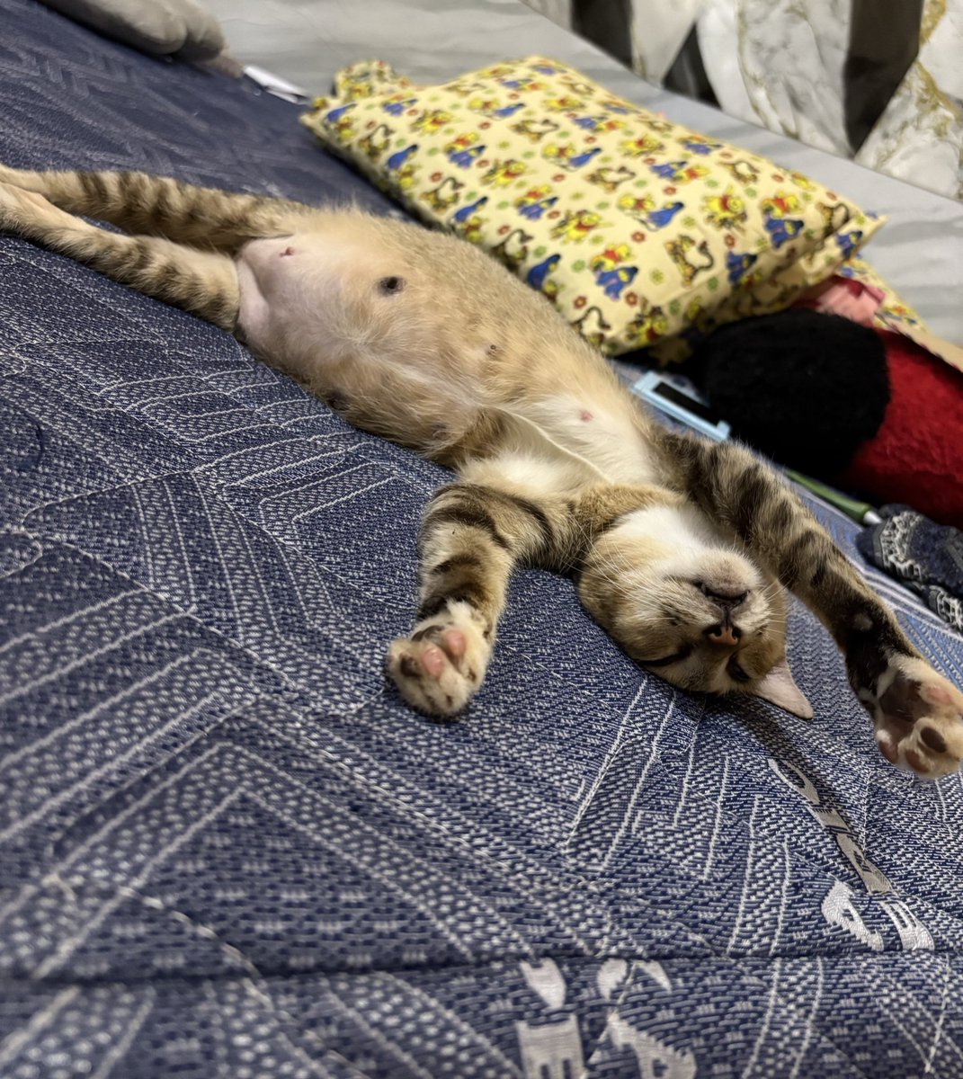 kenapa bumil ini gemesin bgt🫠