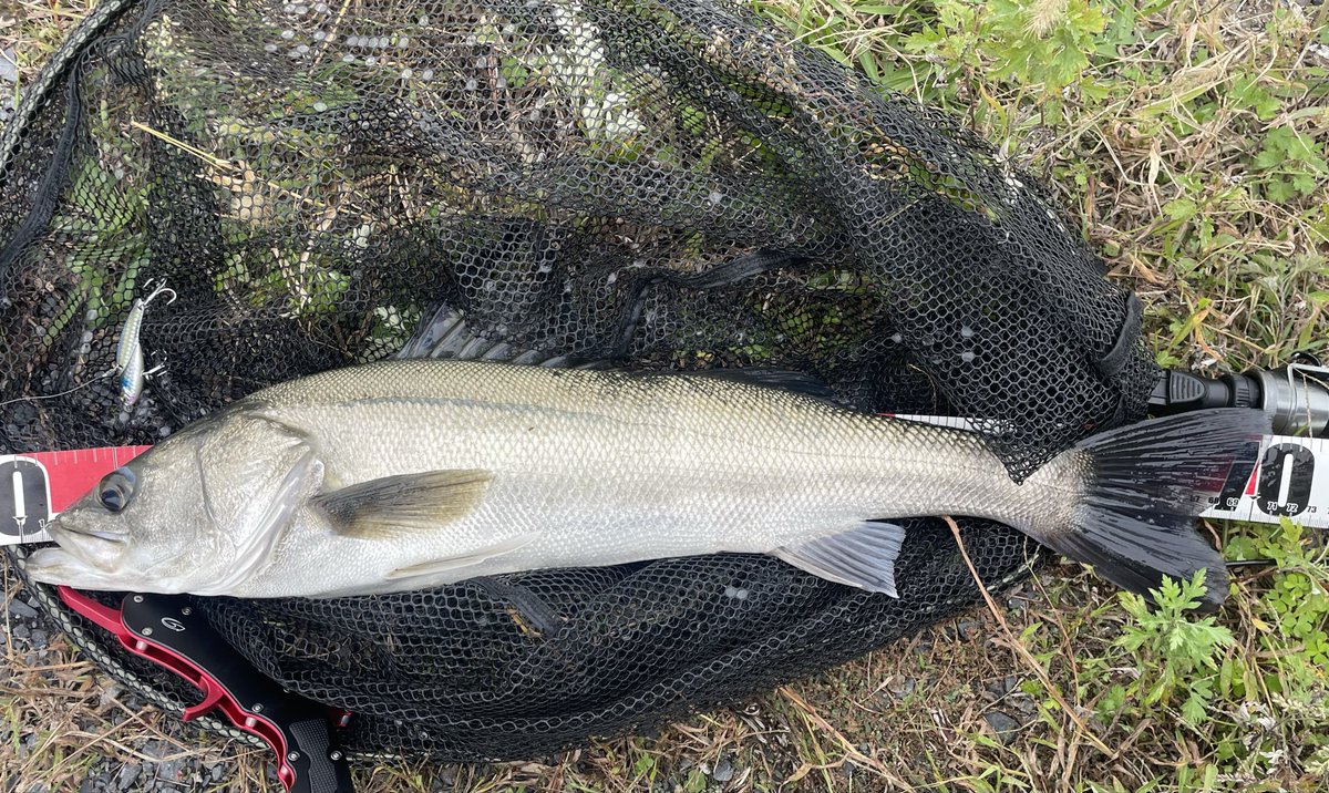hiro_fishing___'s tweet photo. DAYシーバス涸沼🎣
kcraft支部長釣果🐟
大潮で水位が低いタイミングでの釣りだったので遠投が必要💦
風神RS96MLプラスで鬼丸20gかっ飛ばしからの70オーバー💦
ボイル無し、ベイトもチラホラ🐟時々追われてるのか？って動きだけな涸沼DAYでした💦
#kcraft
#涸沼シーバス
#アピア
#涸沼 https://t.co/3Tpxa7rlDB