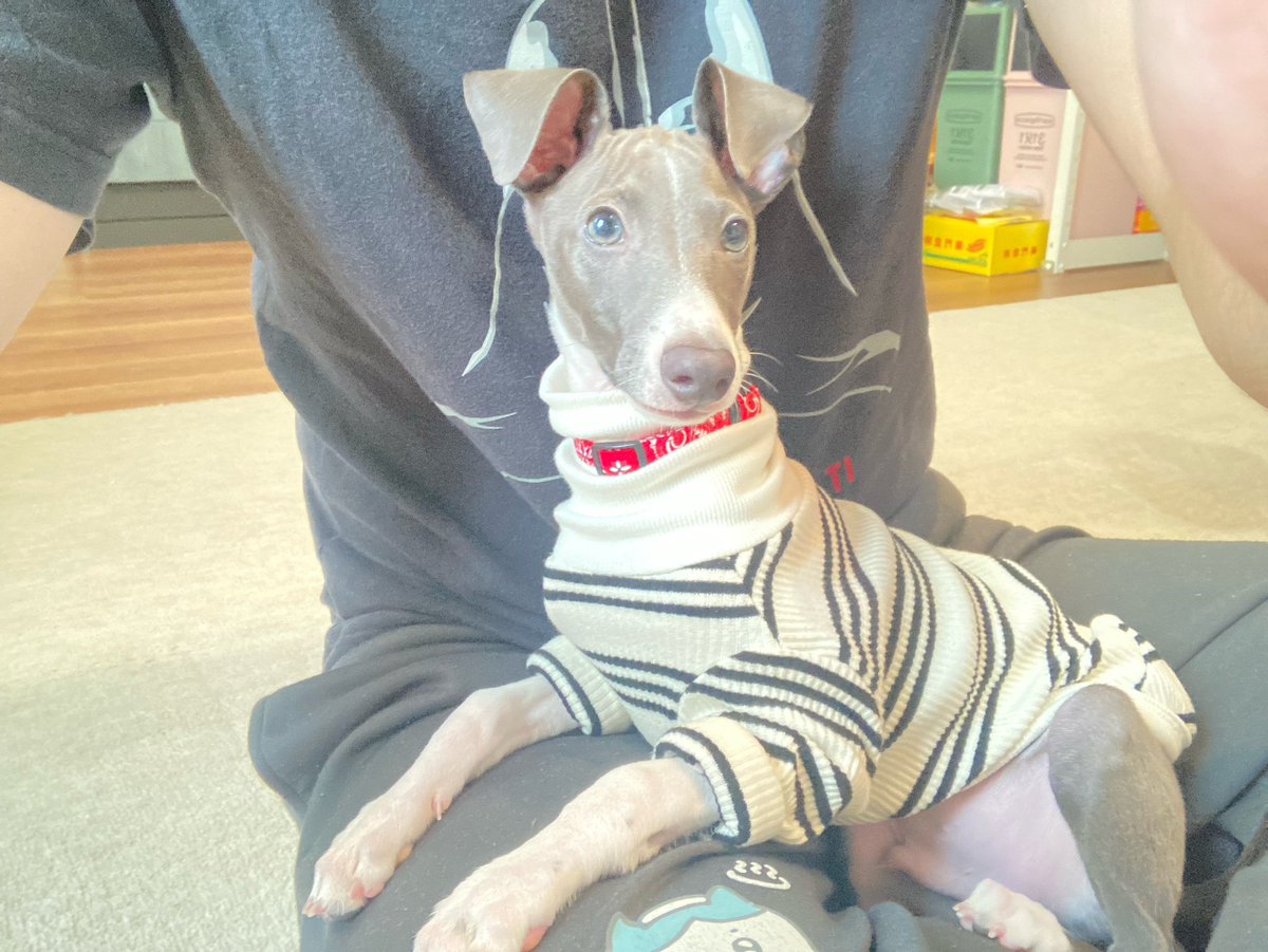 ゲン太犬 クマった十三世🐏🌙🌟🐟💚 on X