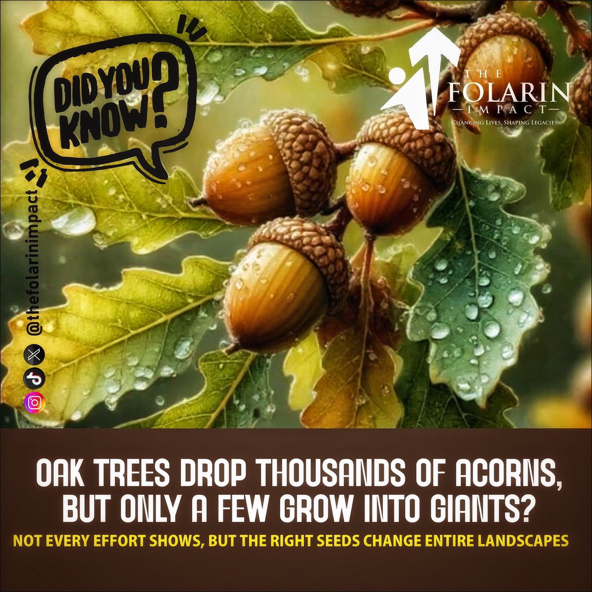 folarinimpact's tweet image. Did you know…? 🌱
Oak trees drop thousands of acorns, but only a few grow into giants. 🌳
Not every effort shows — but the right ones change everything.
Keep planting. Keep believing. 💫

#FunFactWednesday #TheFolarinImpact #SeedsOfChange #KeepGoing