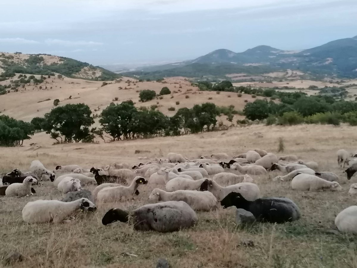 Elpresi27374053's tweet photo. Leider wurden wir Anfang Oktober vom Hochwasser getroffen in Bulgarien .Dabei wurde das Futter für unsere Schafe und Kühe vernichtet vom Wasser. Auch Ställe und Wohnhaus wurden beschädigt. Vielleicht möchte ja jemand helfen im nächsten Post der Link zu PayPal https://t.co/6OBCCrFHIC