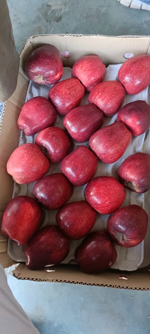 AmitKum_IAS's tweet photo. Dear DTDC,
I am writing to bring to your attention a serious concern regarding my recent shipment of fruits through DTDC. I received a call from your courier agent asking whether I still want the delivery as the contents are allegedly rotten. This raises a troubling issue: the agent seemed to know the condition of the fruits before delivery, which strongly suggests that the parcel may have been opened or tampered with.Such an action is completely against standard courier practices and violates the integrity and safety of my shipment. If the parcel was indeed opened without my consent, this constitutes tampering and legal violation, which I intend to pursue if proven.I request your immediate investigation into this incident and a formal explanation. Additionally, please ensure appropriate corrective action against any breach of protocol by the delivery personnel.I am preserving the parcel with all its packaging and will provide photographic evidence upon request. Kindly treat this matter with utmost urgency and keep me informed of the progress.Thank you for your prompt attention.
@DTDCIndia, @SubhasishDTDC