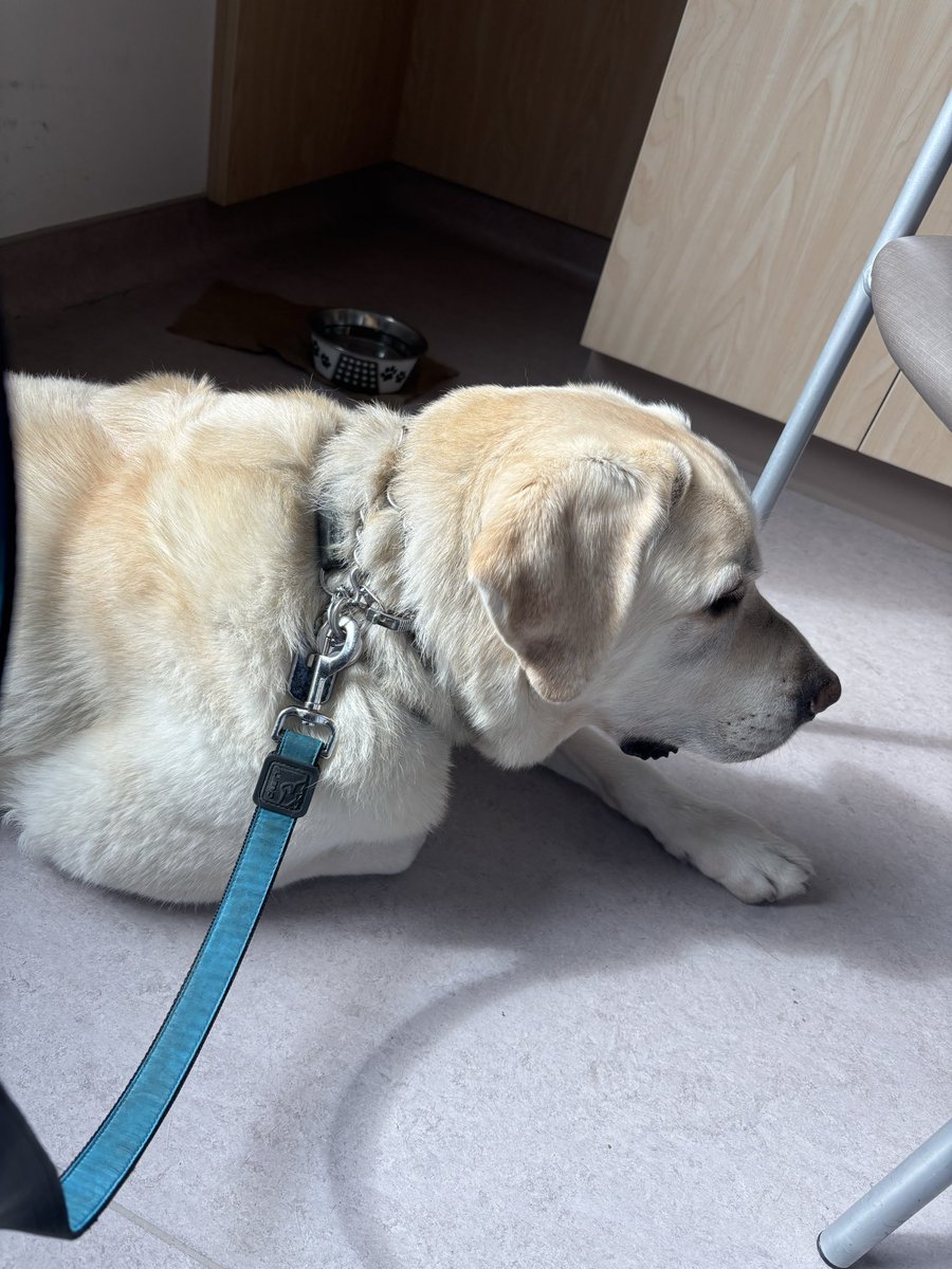 Ed the Yellow Labrador 🇨🇦🍁 tweet media