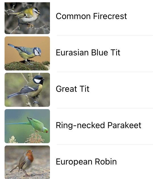 LouiseSlaterArt's tweet image. #firecrest heard in #bromptoncemetery how wonderful! @MerlinBirdID @theroyalparks #londonbirds