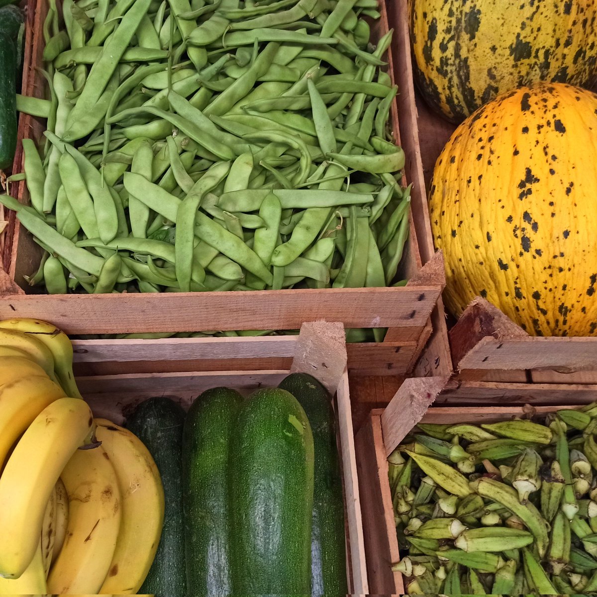 GoztepeKoop's tweet image. Kıvırcıklar, dereotları, maydanozlar, naneler, miss gibi yeşillikler, meyveler, sebzeler kooperatifte 💚💙

#göztepekoop #kooperatif #kooperatifçilik #dayanışma #tazesebzemeyve #gıdahakkı #gıdaegemenliği #yaşamıbirlikteörgütlüyoruz