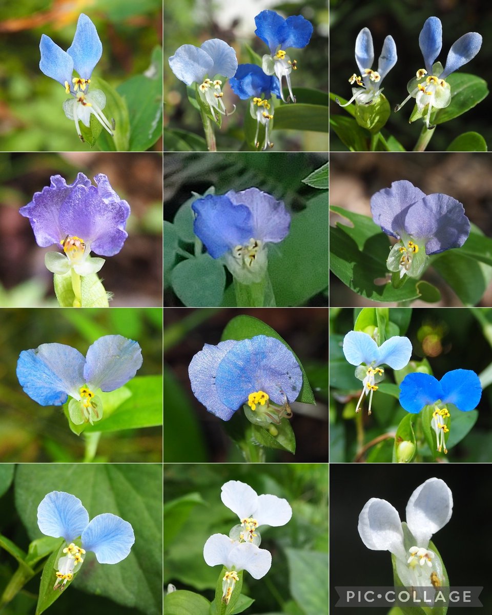 2025露草まとめ🌱
2年ぶりのバイカラーの子を始め、薄色、白、フリル、うさぎちゃん等今年もたくさんの可愛い子たちに会えました☺️