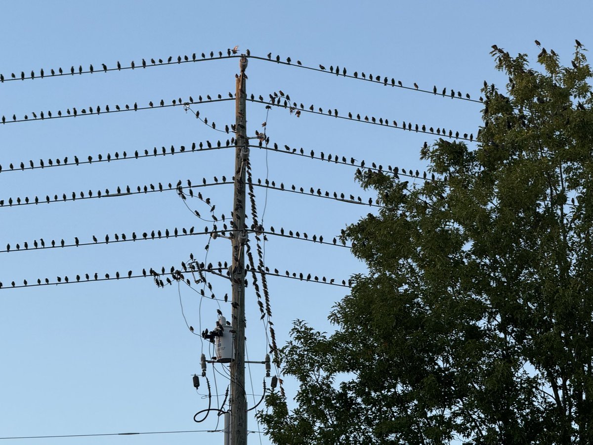 Ron Cerniglia tweet media