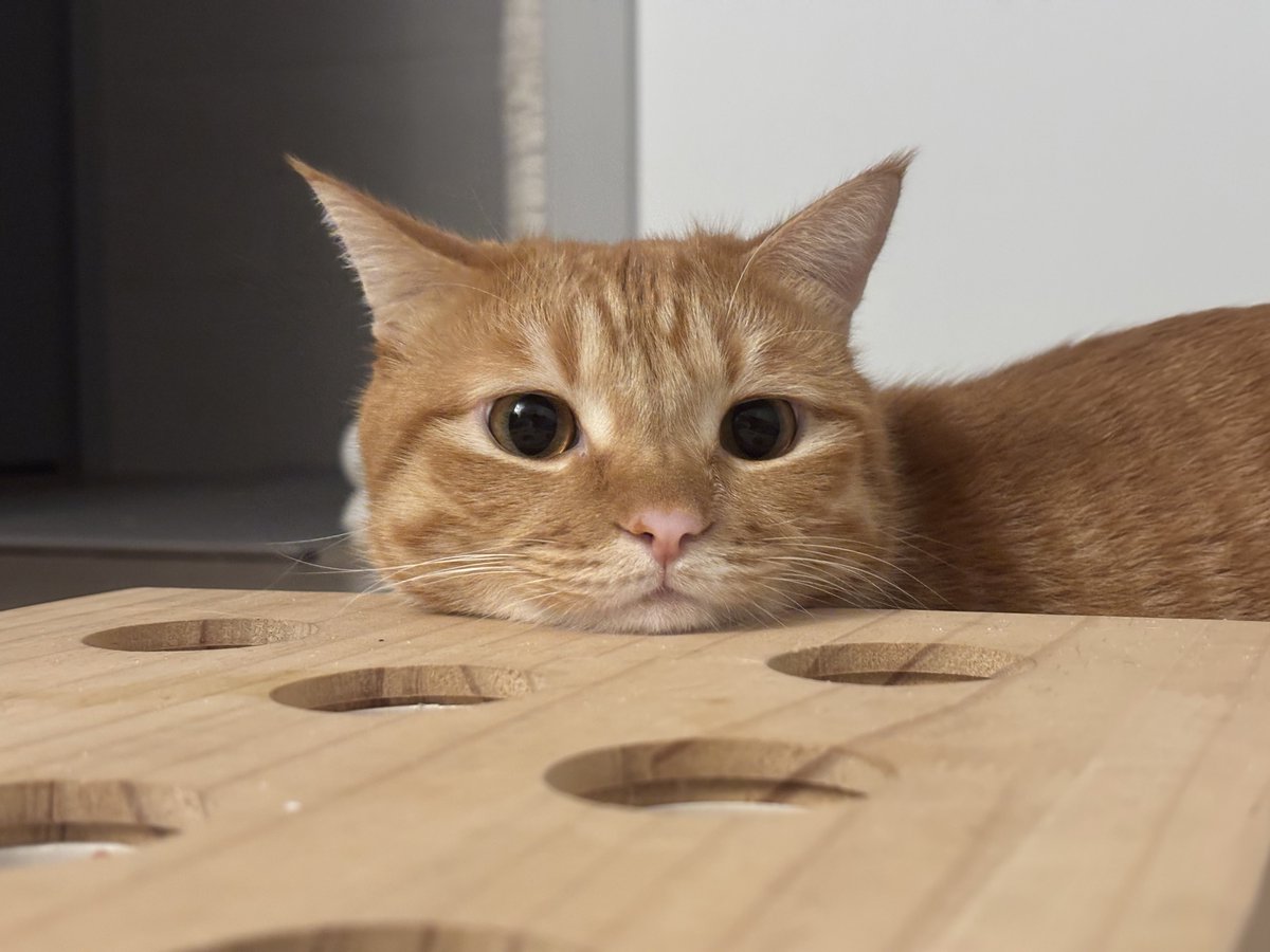 고양이키우면 조은점 : 맨날만두빚어줌