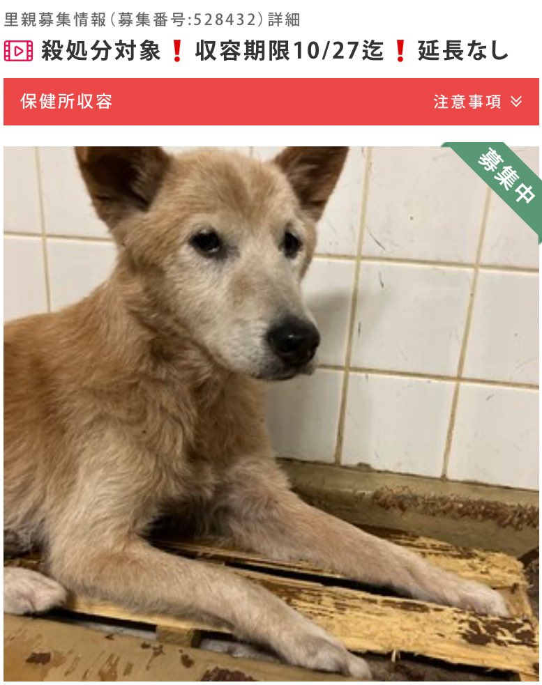 🆘殺処分対象❗️収容期限10/27迄❗️延長なし🆘#拡散希望 #里親募集
山口県周南健康福祉センター
管理番号129
5歳位?シニアの女の子
小柄で穏やか
頭や顔周りを撫でると気持ち良さそうにしてくれる子
感触で骨の形がわかるくらい痩せています😿
⚠️センターへの里親希望以外の☎️❌
pet-home.jp/dogs/yamaguchi…