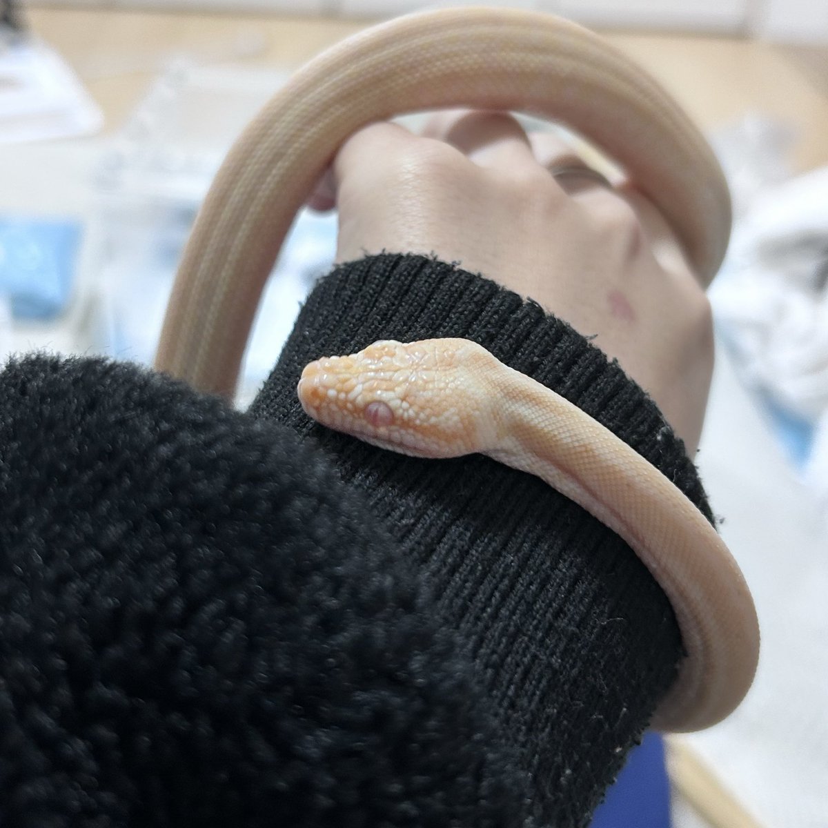 k4Nnn_Anguis's tweet image. アルビノゼブラたん…脱皮前
#カーペットパイソン #CarpetPython