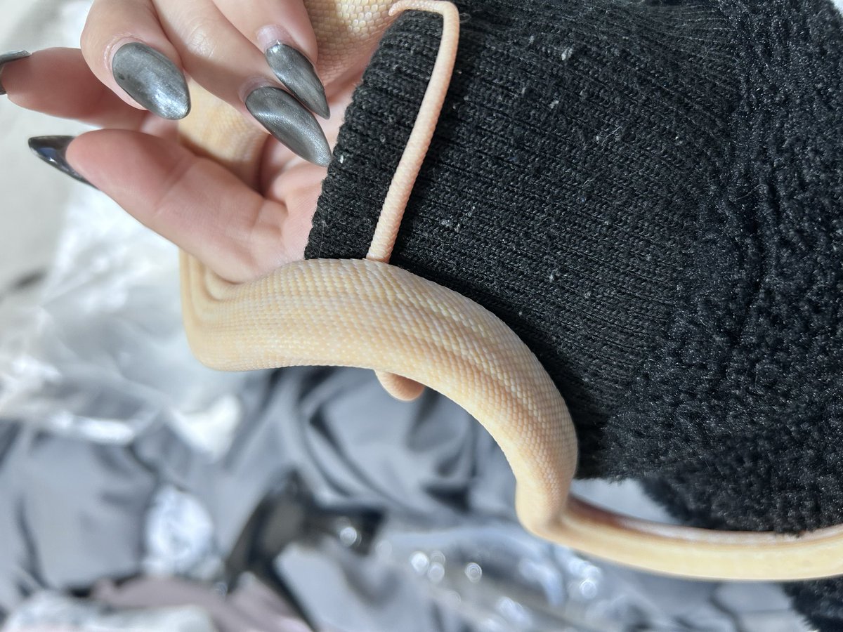 k4Nnn_Anguis's tweet image. アルビノゼブラたん…脱皮前
#カーペットパイソン #CarpetPython