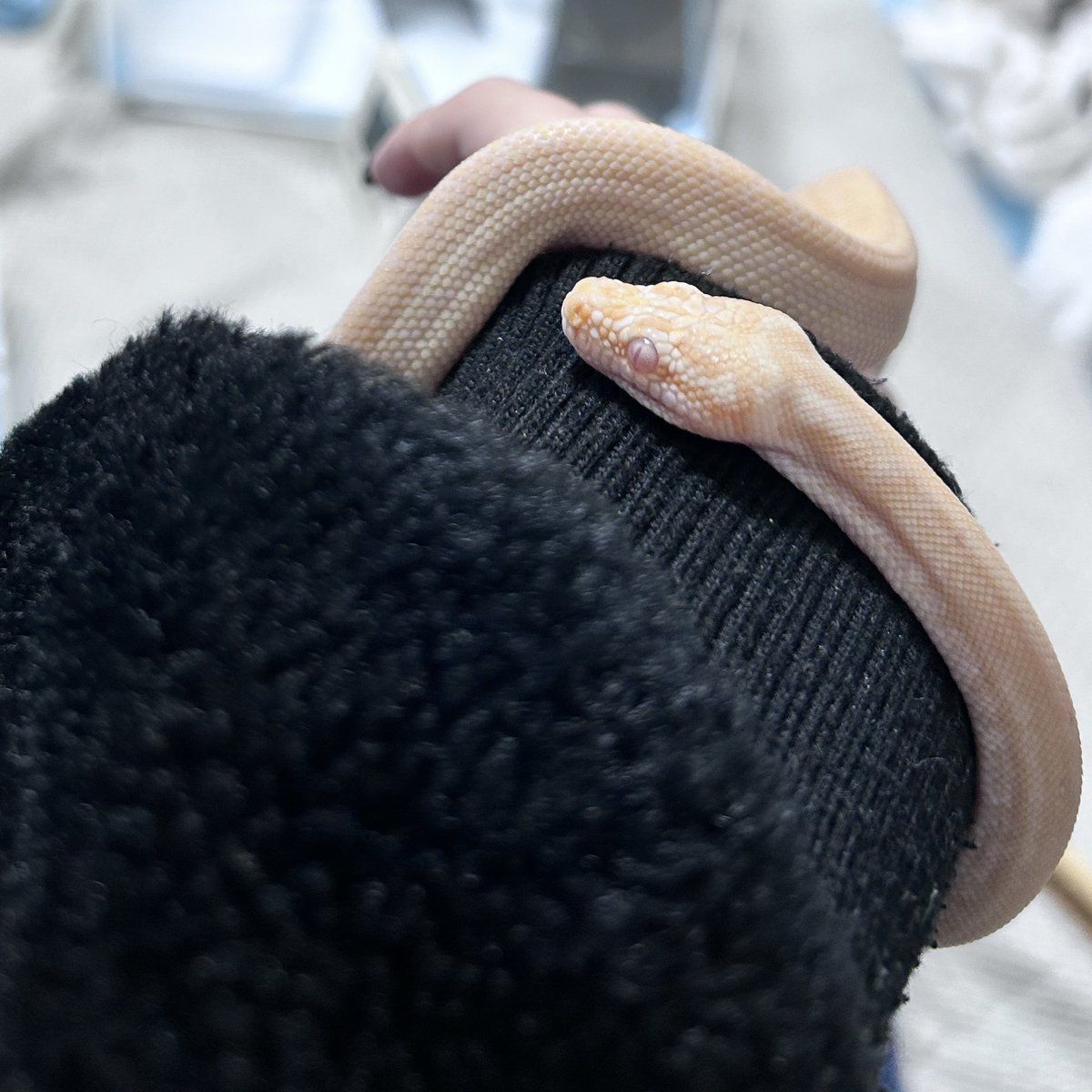 k4Nnn_Anguis's tweet image. アルビノゼブラたん…脱皮前
#カーペットパイソン #CarpetPython