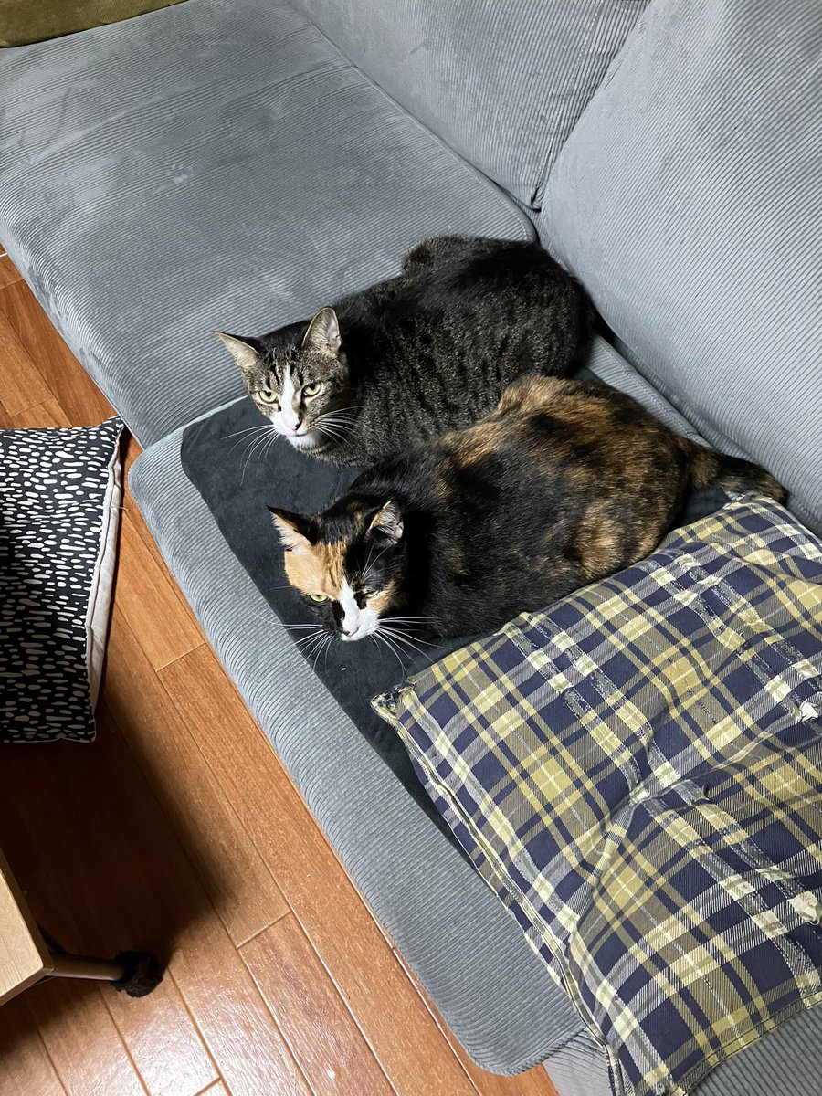 Pet Camera (@petcamera2cat) on Twitter photo 