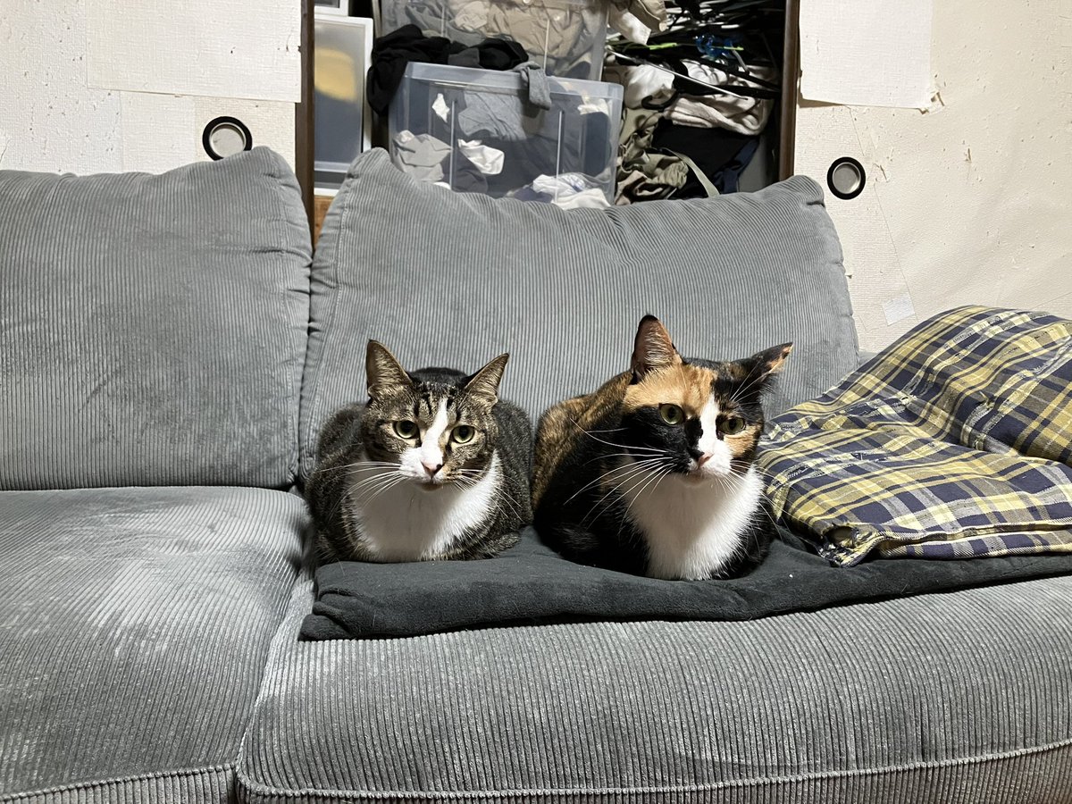 petcamera2cat tweet picture