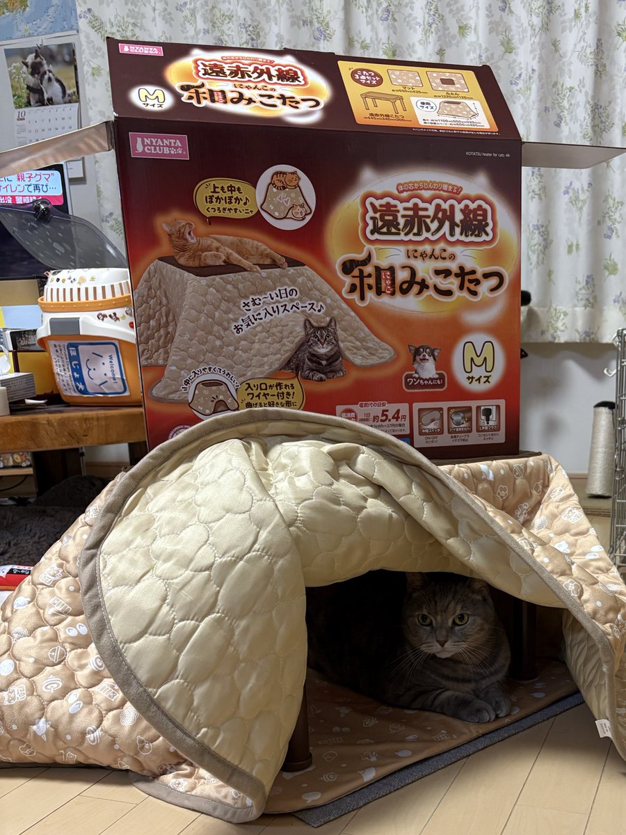 💫こんばんはです😌💓

お土産買って貰ったニャン😸
💖夢の🌍世界に突入ニャン💖
✨こたつ✨ニャン😻❤️‍🔥

#こたつ #ねこのいる暮らし