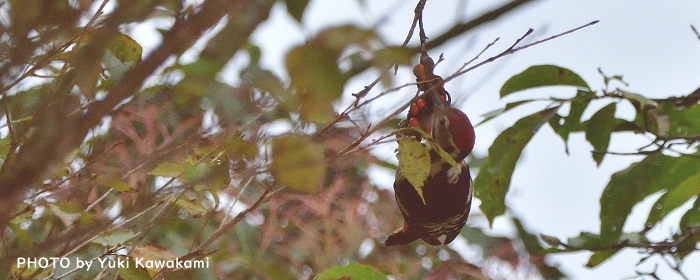 出版記念イベント、今月末までに食性データベースに登録された方が対象です！これまでになく多くの方に登録していただいています。ぜひご参加ください！
食性データベース　bird-research.jp/1_katsudo/shok…
#野鳥の食事事典
